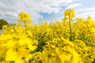 Obraz premium Kulturlandschaft im Frühling, blühendes Rapsfeld, Deutschland