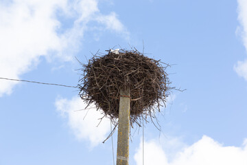 a bird's nest on a pole