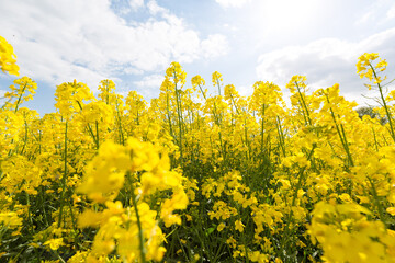 Kulturlandschaft im Frühling, blühendes Rapsfeld, Deutschland