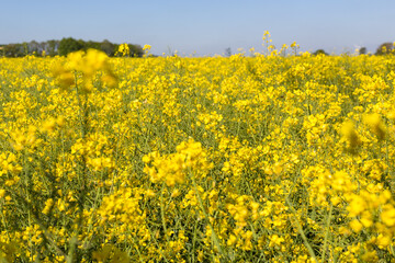 Obraz premium Kulturlandschaft im Frühling, blühendes Rapsfeld, Deutschland