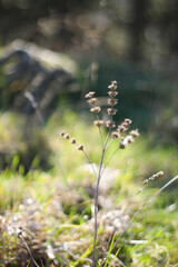 field with blooming spring grass.