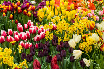 Obraz premium lots of colorful flowers close-up, bright spring live flowers close-up, background image, selective focus, tinted image