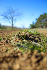 Spring green beautiful grass field