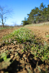 Spring green beautiful grass field