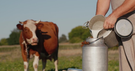 Milk from a home farm - a man pours milk into a can in a field near his cows