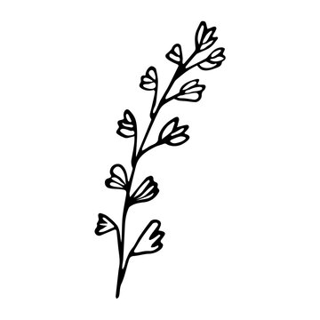 A sprig of thyme. Hand drawn sketch style illustration, design element