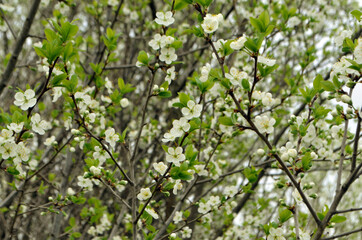 Apple blossoms bloom on a spring day. Lots of white flowers. Apple. There's a blue sky in the background. The awakening of nature. Background. Copy space for text. Plant