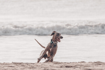 Dog playing on the beach shore