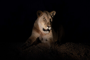 Female lion seen at night on a safari in South Africa