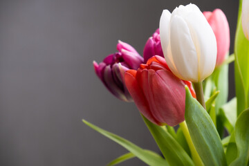 bouquet of colorful tulips on a gray background