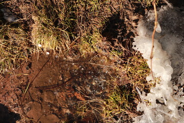 Obraz premium ants on the ground