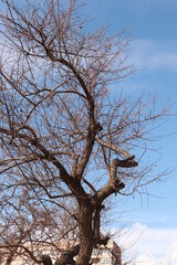tree and sky