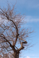 tree against sky