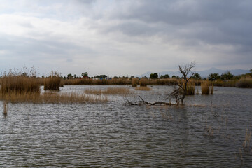 lagoon and protected wetlands with esparto grass and trees under an overcast expressive sky