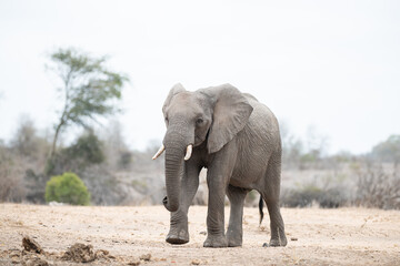 Fototapeta na wymiar African Elephant seen on a safari in the Kruger National Park