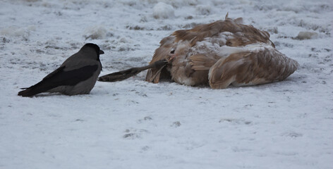 Hooded crow and carrion