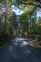 Chestnut forest on the Castañar route in Hervás. They are chestnut in the autumn season where you can see the typical colors in autumn.