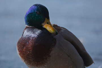 mallard duck on the ice