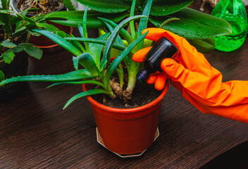 Gardener fertilizer home orchid plants. Houseplant care concept. Prevention of indoor plants