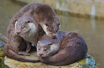 Three otters. Warsaw ZOO