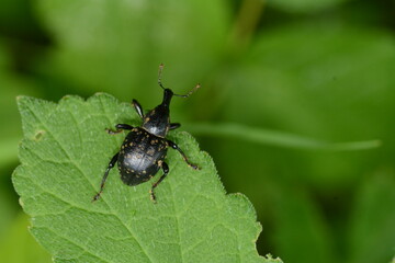 Liparus coronatus -  Le Charançon couronné