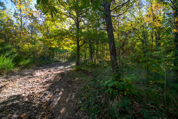 Chestnut forest on the Castañar route in Hervás. They are chestnut in the autumn season where you can see the typical colors in autumn.