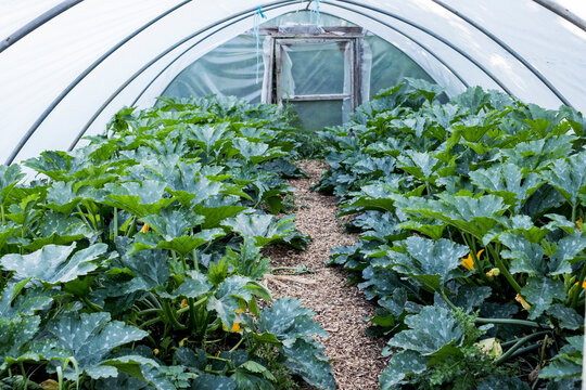 Rows of courgette plants growing in a poly tunnel.