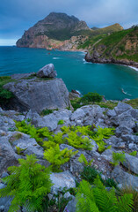 Ferns, San Julian beach, Mount Candina, Cantabrian Sea, Liendo valley, Cantabria, Spain, Europe