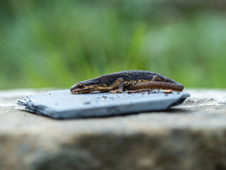 Young Smooth Newt 4cm long