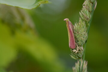 Oncocera semirubella - La Phycide incarnat
