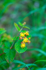 PERFORATE ST JOHN'S WORTH - HIPÉRICO o CORAZONCILLO (Hypericum perforatum), known as perforate St...