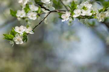 Blooming tree on blue background