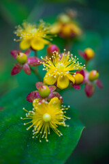 PERFORATE ST JOHN'S WORTH - HIPÉRICO o CORAZONCILLO (Hypericum perforatum), known as perforate St...