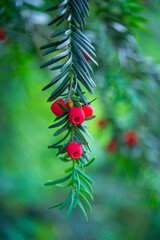 Mature cones, EUROPEAN YEW - TEJO (Taxus baccata), Cantabria, Spain, Europe