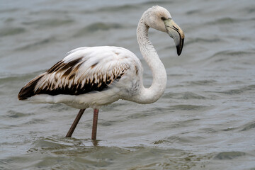 close up of a young white and gray flamingo in the breeding grounds of San Pedro del Pinatar in Murcia