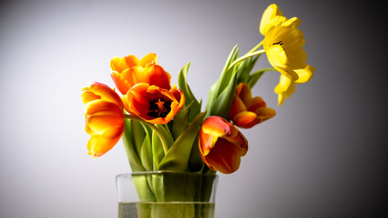 bouquet of red and yellow tulips standing in a glass vase, vignette on gray background