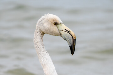 close up of a young white and gray flamingo in the breeding grounds of San Pedro del Pinatar in...