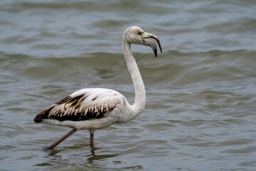 Obraz premium close up of a young white and gray flamingo in the breeding grounds of San Pedro del Pinatar in Murcia