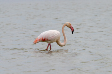 close up of a pink flamingo in the salines of San Pedro del Pinatar in Murcia