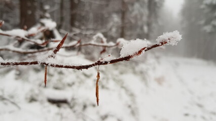 tree in snow