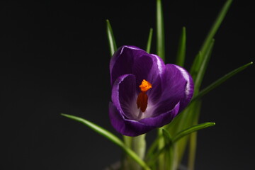 close-up of a spring flower on a dark background, green leaves and a blooming purple crocus bud