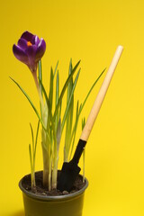 
on a yellow background, a flower pot with soil and sprouts and tool for their care 