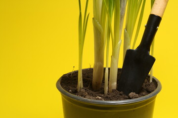 
on a yellow background, a flower pot with soil and sprouts and tool for their care 