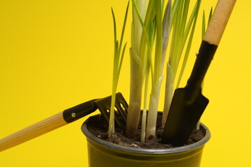 on a yellow background, a flower pot with soil and sprouts and tools for their care 