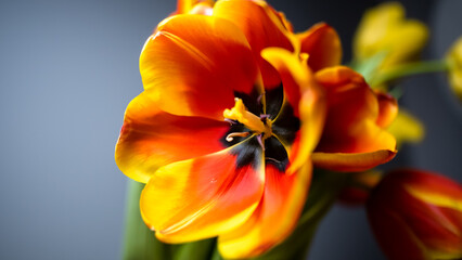 opened yellow-red tulip hybrid, close-up