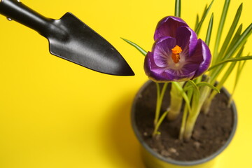 
on a yellow background, a flower pot with soil and sprouts and tool for their care 