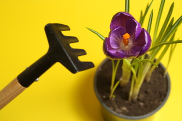 
on a yellow background, a flower pot with soil and sprouts and tool for their care 