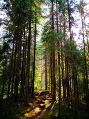 forest in the morning