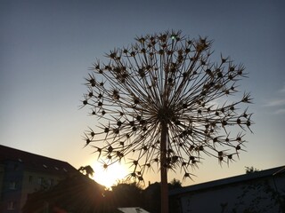 Allium Blume im Sonnenuntergang