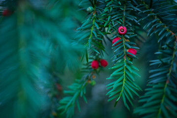 Mature cones, EUROPEAN YEW - TEJO (Taxus baccata), Cantabria, Spain, Europe